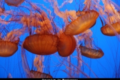 Aquarium in Monterrey Amerika met kinderen