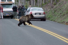 Beren in Yellowstone Amerika met kinderen