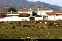 Herder bij Nerja Andalusië met kinderen
