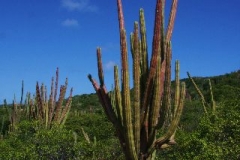 Cactusjes Aruba met kinderen