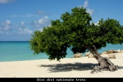 Divi divi nationale trots Aruba met kinderen