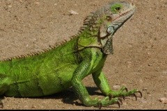 Leguanen zijn echt overal Aruba met kinderen