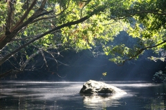 Australië Daintree forest