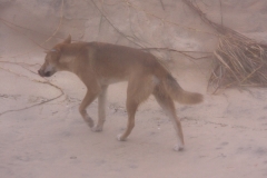Australië Fraser Island dingo