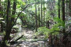 Australië Fraser Island jungle