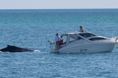 Australië Hervey Bay hoog bezoek