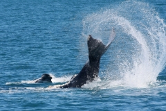 Australië Hervey Bay spelende walvissen