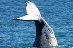 Australië Hervey Bay staart walvis