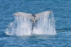 Australië Hervey Bay walvissen