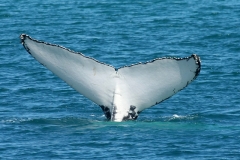 Australië Hervey Bay whales
