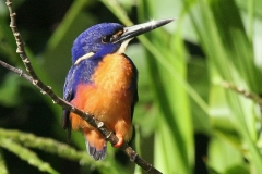 Australië awesome kingfisher