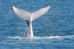 Australië awesome whales Hervey Bay