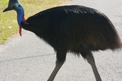 Australië cassowary prehistorie