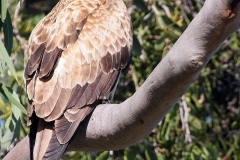Australië eagle