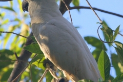 Australië kaketoe