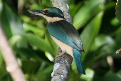Australië kingfisher