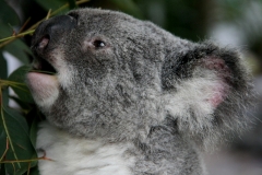 Australië koalas