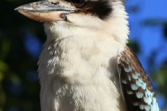 Australië kookaburra