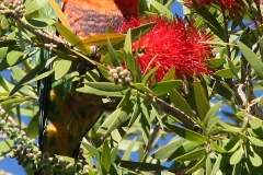 Australië papagaai