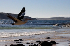 Australië pelikaan vogelvlucht