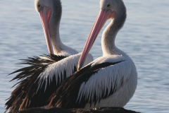 Australië pelikanen Caloundra