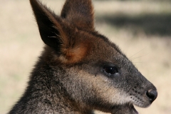 Australië skippy