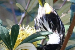 Australië vogel