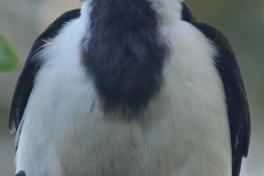 Australië vogeltje