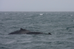 Australië walvissen ruig weer