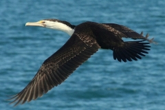 Australië zee vogels
