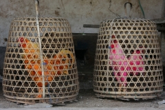 Bali met kinderen hanengevechten