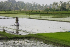 Bali met kinderen rijstvelden