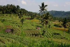 Bali met kinderen sawa