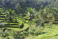 Bali met kinderen sawas