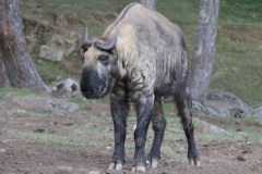 Takin Bhutan met kinderen
