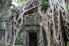 Angkor Ta Phrom wortels Banyan boom Angkor Cambodja