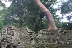 Banyan overwoekering Angkor