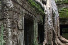 Jungle in Angkor Cambodja