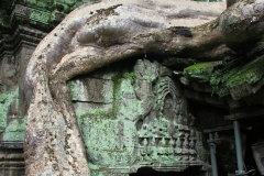 Jungle in de tempels Angkor