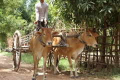 Traditioneel vervoer Cambodja