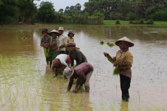 Werken rijstvelden Siem Reap Cambodja