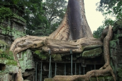 Zwaargewicht in Ta Phrom Cambodja