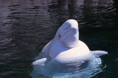 Aquarium Vancouver Canada met kinderen