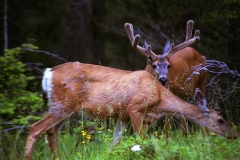 Elks Canada met kinderen