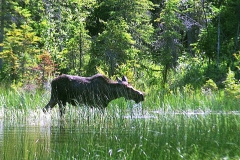 Gigant Eland Canada met kinderen