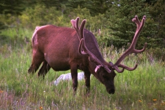 Op safari Canada met kinderen