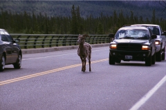 Uit de weg! Canada met kinderen