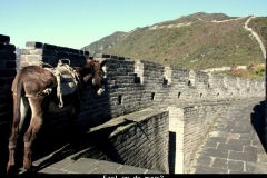Ezel op de muur Beijing met kinderen