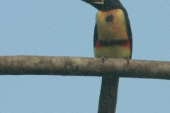 Aracari