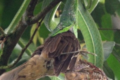 Arm arm vogeltje